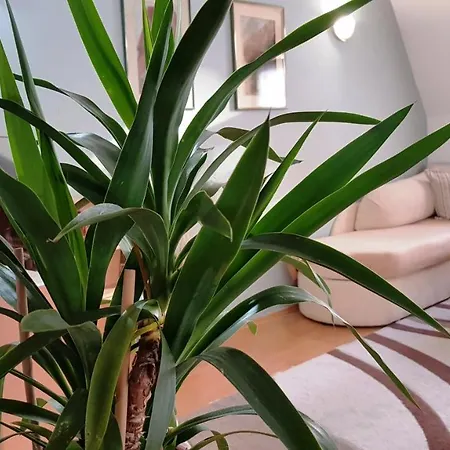 كوبانجا * سراييفو