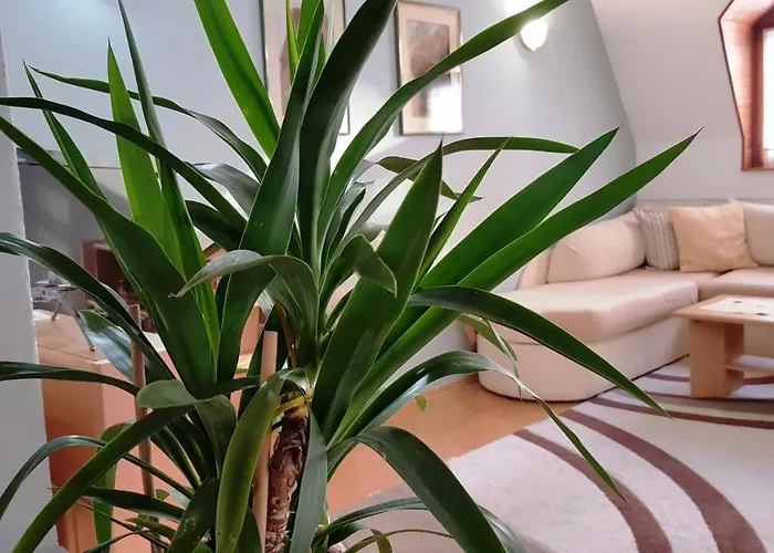 Cobanija * 塞拉耶佛